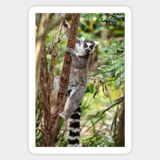 Ring Tailed Lemur Sticker